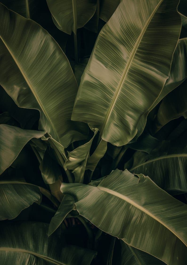 Lush tropical greenery